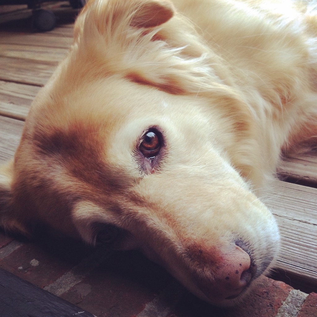 aurnia profile on the deck