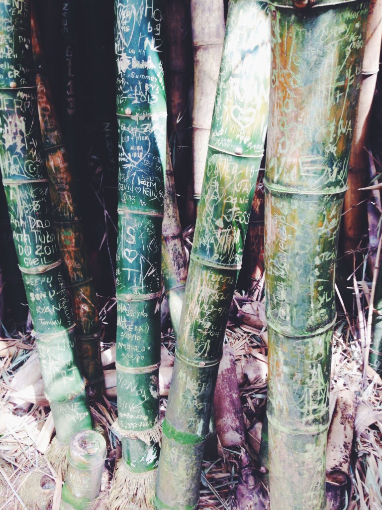 Temple bamboo